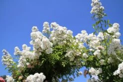 Miniklimroos (Rosa 'Guirlande D'Amour') -Green Roots Exporteren Winkel rosa guirlande d amour 2 2 1