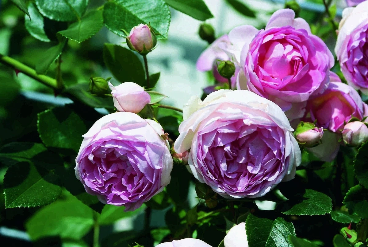 Klimroos (Rosa 'Jasmina') 2 Klimroos (Rosa 'Jasmina') - Afbeelding 2