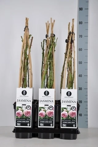 Klimroos (Rosa 'Jasmina') 1 Klimroos (Rosa 'Jasmina')