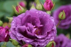 Trosroos (Rosa 'Minerva') -Green Roots Exporteren Winkel rosa minerva 2