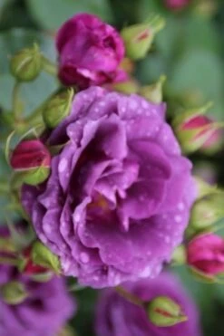 Trosroos (Rosa 'Minerva') -Green Roots Exporteren Winkel rosa minerva 1