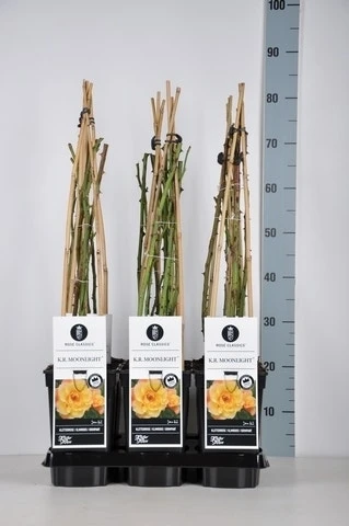 Klimroos (Rosa 'Moonlight') 1 Klimroos (Rosa 'Moonlight')