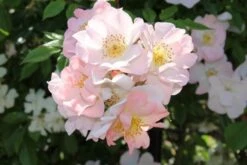 Miniklimroos (Rosa 'Open Arms') -Green Roots Exporteren Winkel rosa open arms