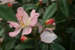 Miniklimroos (Rosa 'Open Arms') -Green Roots Exporteren Winkel rosa open arms 1