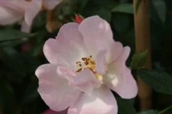 Miniklimroos (Rosa 'Open Arms') -Green Roots Exporteren Winkel rosa open arms 2