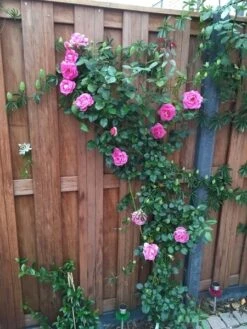 Green Roots Exporteren Winkel -Green Roots Exporteren Winkel rosa parfum royal 2