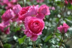 Klimroos (Rosa 'Pink Cloud') -Green Roots Exporteren Winkel rosa pink cloud