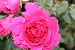 Klimroos (Rosa 'Pink Cloud') -Green Roots Exporteren Winkel rosa pink cloud 2 1