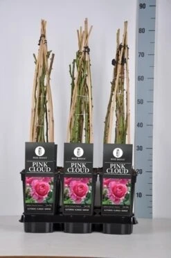 Klimroos (Rosa 'Pink Cloud') -Green Roots Exporteren Winkel rosa pink cloud in de winter