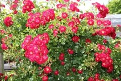 Miniklimroos (Rosa 'Rambling Rosie') -Green Roots Exporteren Winkel rosa rambling rosie 2 1
