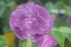 Roos (Rosa 'Rhapsody In Blue') -Green Roots Exporteren Winkel rosa rhapsody in blue 1 2 1