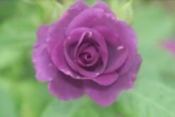 Roos (Rosa 'Rhapsody In Blue') -Green Roots Exporteren Winkel rosa rhapsody in blue 2 2 1