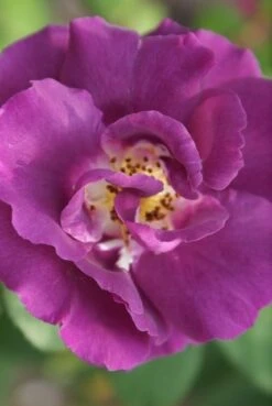 Roos (Rosa 'Rhapsody In Blue') -Green Roots Exporteren Winkel rosa rhapsody in blue 2 3
