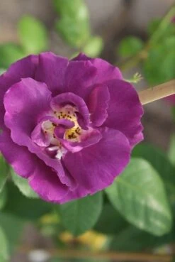 Roos (Rosa 'Rhapsody In Blue') -Green Roots Exporteren Winkel rosa rhapsody in blue 3 2