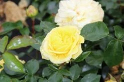 Bodembedekkende Roos (Rosa 'Solero') -Green Roots Exporteren Winkel rosa solero 2