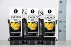 Bodembedekkende Roos (Rosa 'Solero') -Green Roots Exporteren Winkel rosa solero in de winter