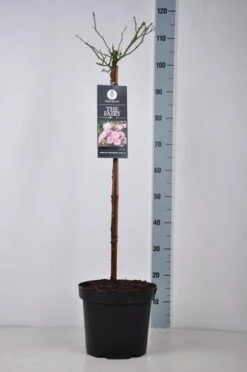 Stamroos (Rosa 'The Fairy') 8 Stamroos (Rosa 'The Fairy') -Green Roots Exporteren Winkel rosa thefairy stam70 kaal