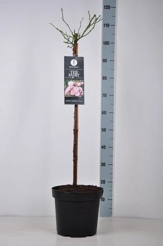 Stamroos (Rosa 'The Fairy') 4 Stamroos (Rosa 'The Fairy') - Afbeelding 4