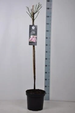 Stamroos (Rosa 'The Fairy') 9 Stamroos (Rosa 'The Fairy') -Green Roots Exporteren Winkel rosa thefairy stam90 kaal