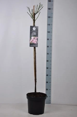 Stamroos (Rosa 'The Fairy') 5 Stamroos (Rosa 'The Fairy') - Afbeelding 5