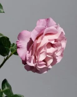 Grootbloemige Roos (Rosa 'Blue Girl') -Green Roots Exporteren Winkel rosabluegirl03