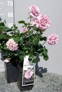 Grootbloemige Roos (Rosa 'Blue Girl') -Green Roots Exporteren Winkel rosabluegirl04