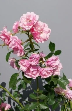 Trosroos (Rosa 'Bonica 82') -Green Roots Exporteren Winkel rosabonica01 1
