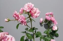 Trosroos (Rosa 'Bonica 82') -Green Roots Exporteren Winkel rosabonica02 1