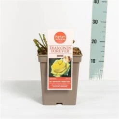Grootbloemige Roos (Rosa 'Diamonds Forever') -Green Roots Exporteren Winkel rosadiamondsforever03 1