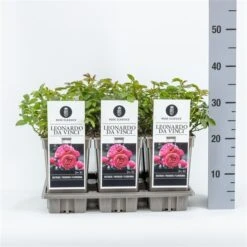 Trosroos (Rosa 'Leonardo Da Vinci') -Green Roots Exporteren Winkel rosaleonardodavinci02 1