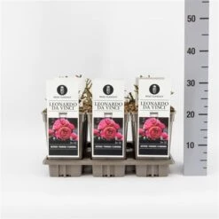 Trosroos (Rosa 'Leonardo Da Vinci') -Green Roots Exporteren Winkel rosaleonardodavinci03 1