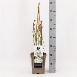 Roos (Rosa 'Sally Holmes') -Green Roots Exporteren Winkel rosasallyholmes01 2