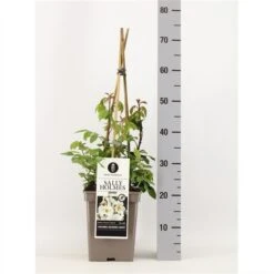 Roos (Rosa 'Sally Holmes') -Green Roots Exporteren Winkel rosasallyholmes02 1