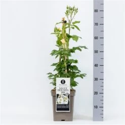 Roos (Rosa 'Sally Holmes') -Green Roots Exporteren Winkel rosasallyholmes04 2