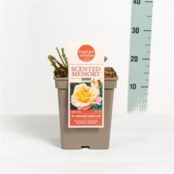 Roos (Rosa 'Scented Memory') -Green Roots Exporteren Winkel rosascentedmemory03