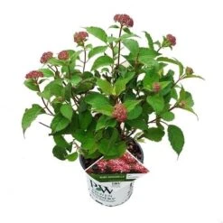 Hortensia (Hydrangea 'Ruby Annabelle') -Green Roots Exporteren Winkel ruby annabelle 1