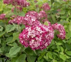 Hortensia (Hydrangea 'Ruby Annabelle') -Green Roots Exporteren Winkel ruby annabelle 5 1