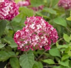 Hortensia (Hydrangea 'Ruby Annabelle') -Green Roots Exporteren Winkel ruby annabelle 6