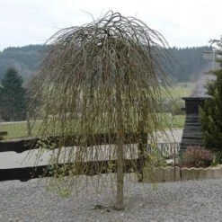 Treurwilg Op Stam (Salix Caprea 'Kilmarnock') -Green Roots Exporteren Winkel sackilma 6