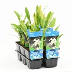 Pijlkruid (Sagittaria Graminea) -Green Roots Exporteren Winkel sagittaria graminea t e 11300 p9