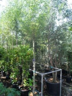 Knotwilg (Salix Alba) -Green Roots Exporteren Winkel salix alba 12 14 16ho cont 3