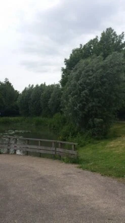 Knotwilg (Salix Alba) -Green Roots Exporteren Winkel salix alba knotwilg 1 1