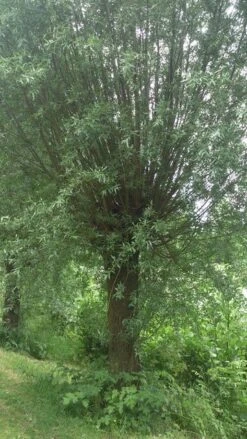 Knotwilg (Salix Alba) -Green Roots Exporteren Winkel salix alba knotwilg 2 2