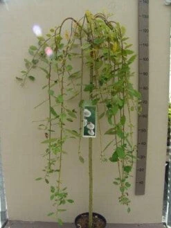 Treurwilg Op Stam (Salix Caprea 'Kilmarnock') -Green Roots Exporteren Winkel salix c. kilmarnock 120st c5