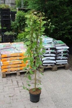Treurwilg Op Stam (Salix Caprea 'Kilmarnock') -Green Roots Exporteren Winkel salix caprea kilmarnock 2