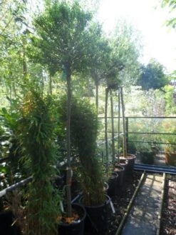 Wilg Op Stam (Salix Integra 'Hakuro-nishiki') -Green Roots Exporteren Winkel salix integra hakuro nishiki 180stam c50 12 14