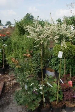 Wilg Op Stam (Salix Integra 'Hakuro-nishiki') -Green Roots Exporteren Winkel salix integra hakuro nishiki 1