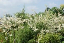 Wilg Op Stam (Salix Integra 'Hakuro-nishiki') -Green Roots Exporteren Winkel salix integra hakuro nishiki 3