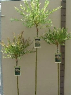 Wilg Op Stam (Salix Integra 'Hakuro-nishiki') -Green Roots Exporteren Winkel salix nishiki stam 80 100 120