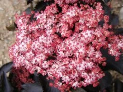 Zwarte Vlier (Sambucus Nigra 'Black Tower')